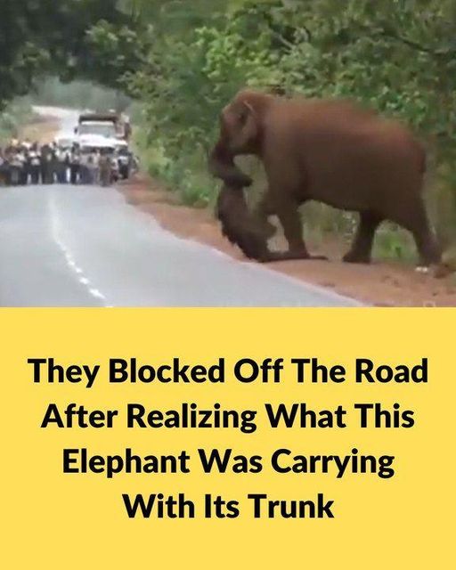 Weeping elephants mourn a lost baby in a funeral march like humans