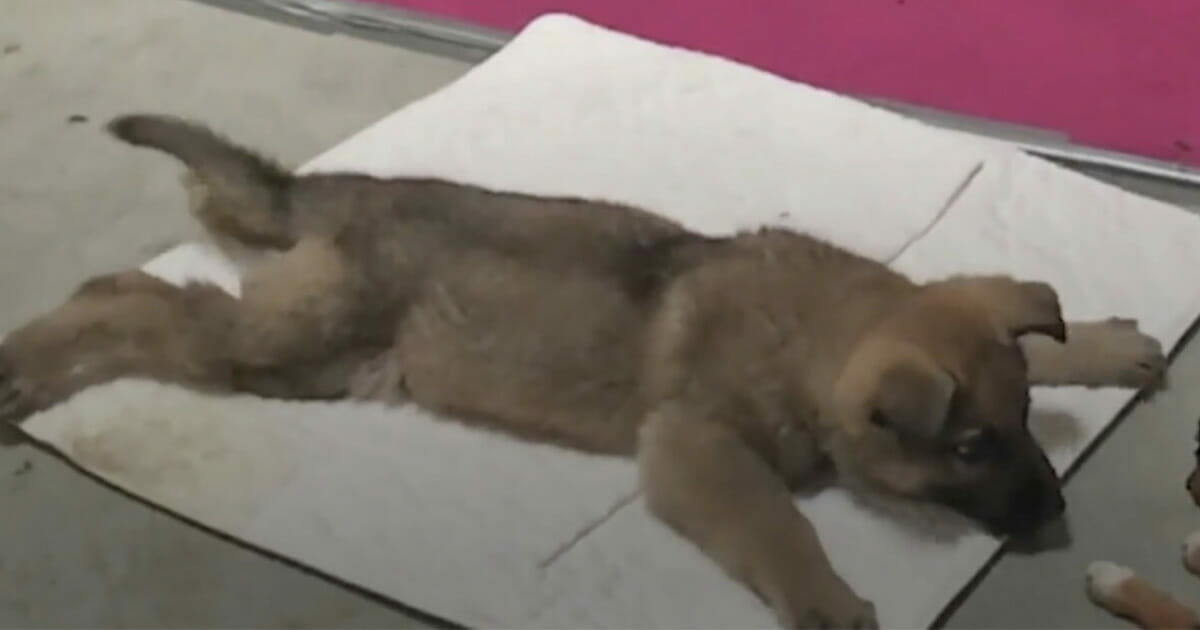 Vet gives puppy death sentence, reaches for needle – then boss takes look at her paws and shouts out