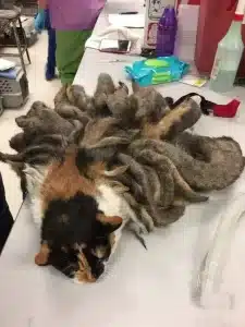 When they discovered this poor creature on the street, they knew it was in serious trouble.