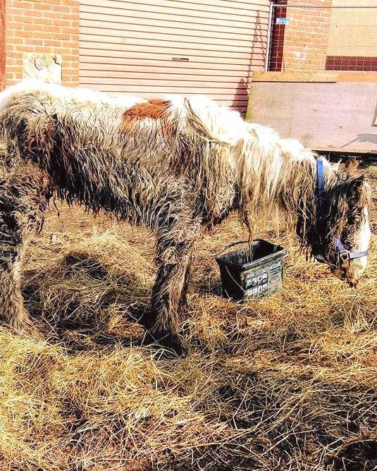 Starving horse Heidi is dumped in mud and left to di:e – volunteers save her and now she’s winning awards