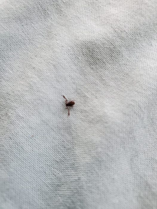 Steps To Take When Discovering a Tick Inside Your Home