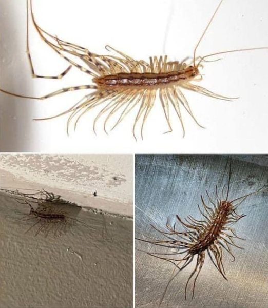 Never ever kill a house centipede again if you find inside your home