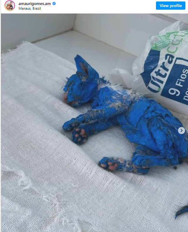 Kitten was dyed with toxic blue paint and left in the rain — rescuers help her make a stunning transformation