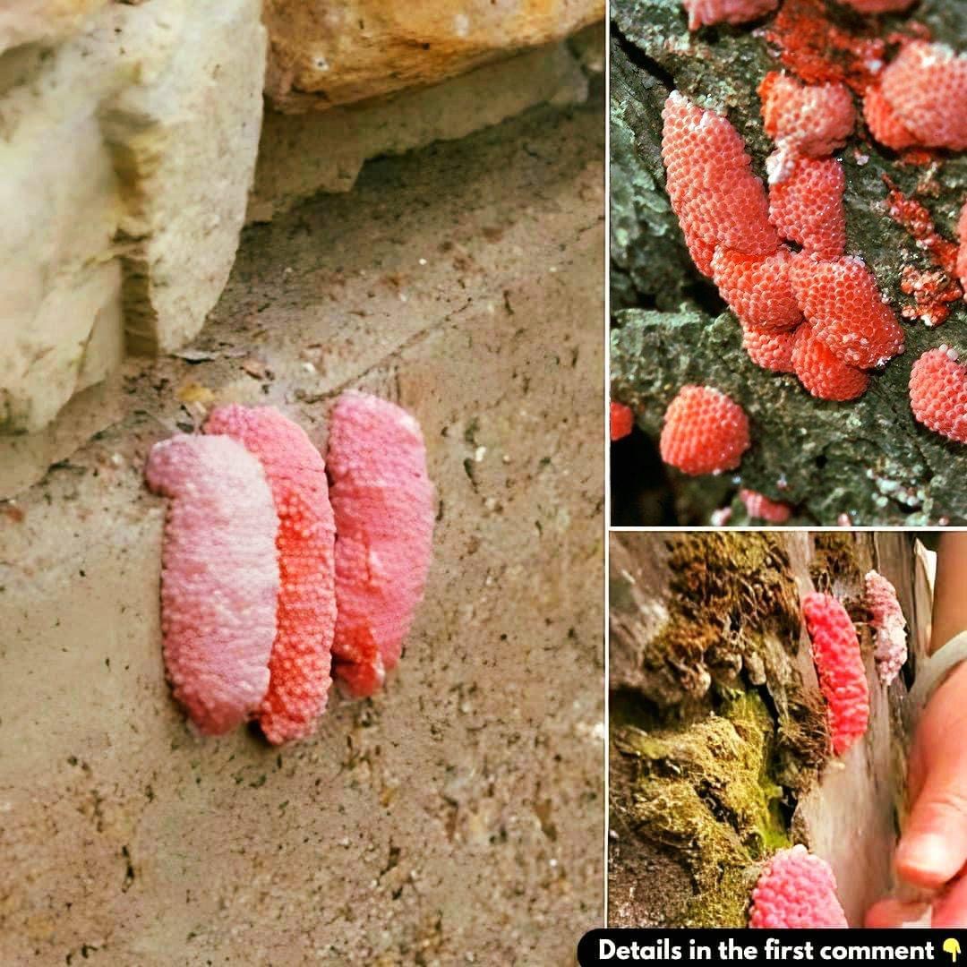 Pink eggs: All you need to know about the Apple Snail